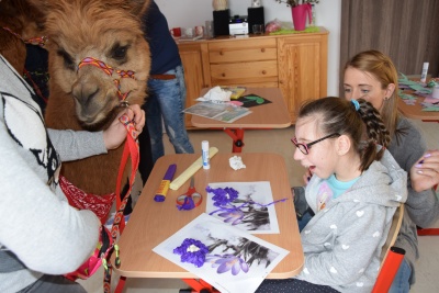 Wizyta alpak w SOSW - II spotkanie